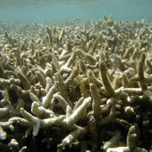 Degrated coral reefs