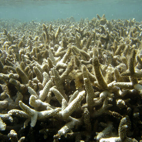 Degradation of coral reefs