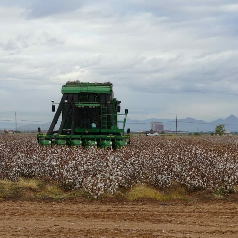 cotton being harvested