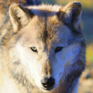 Wolf close up