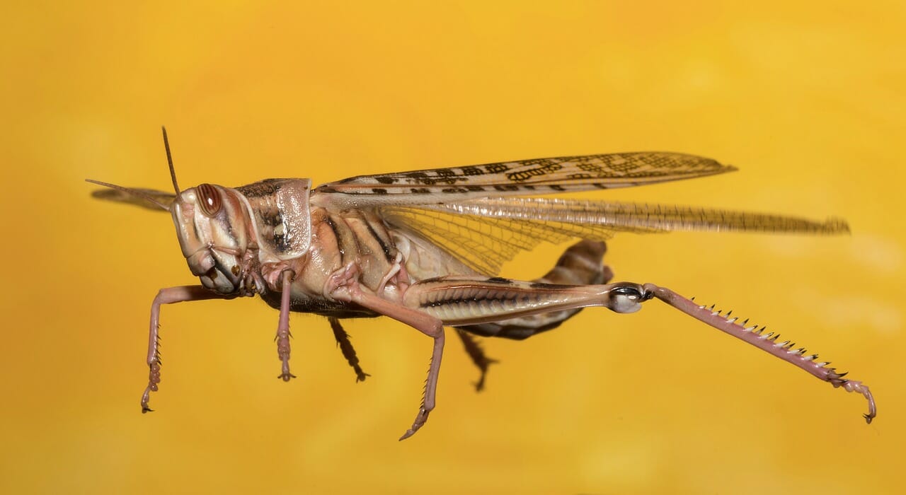 flying grasshopper