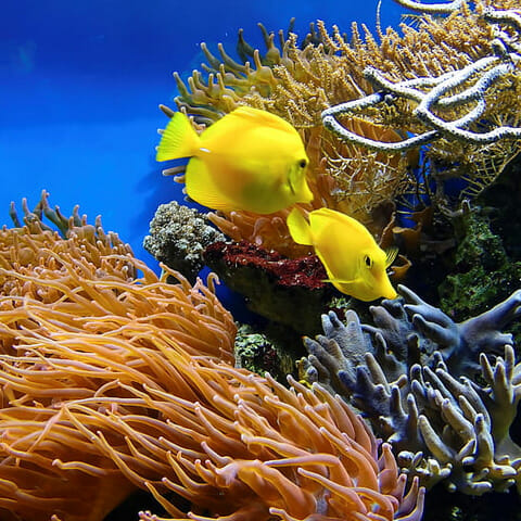 Two yellow fish swimming past coral reef