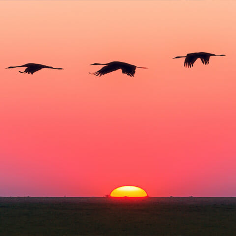 three geese flying at sunset