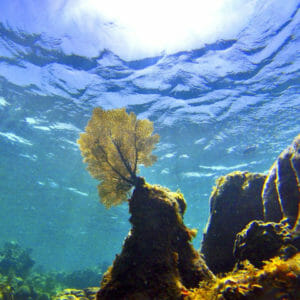 Underwater coral reef view