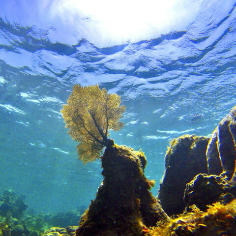 Coral reef