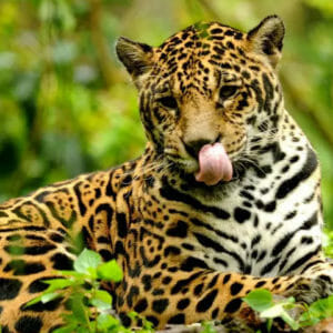 Jaguar sitting on rain forest soil