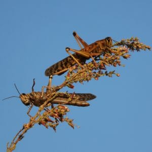two locusts in tree