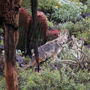 Coyote standing on desert vegetation with his head turned towards the camera
