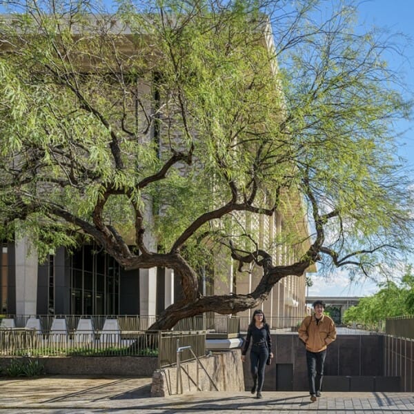 Palo verde tree in foreground with ASU's Hayden Library behind