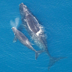 Aerial view of North Atlantic Right Whale swimming along calf