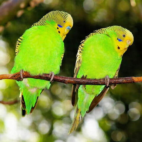 Two green, yellow-headed parakeets perched on a branch