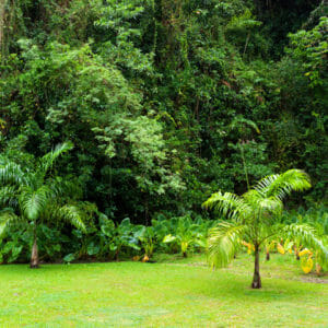 Dense tropical vegetation