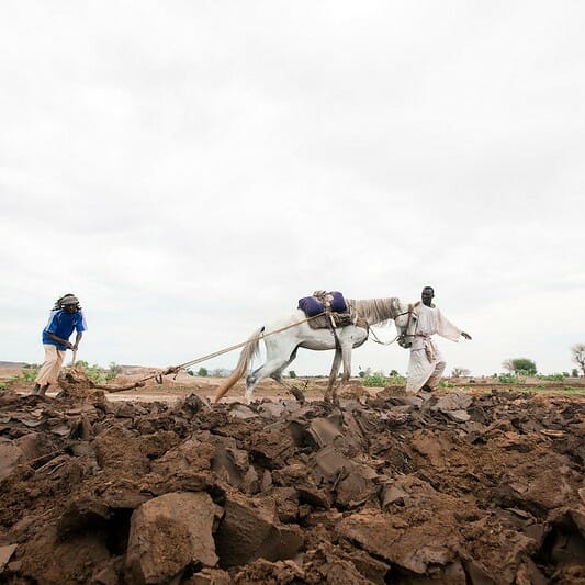 Farming in the rainy season in North Dafur. Using horse to pull plow turning over the soil.