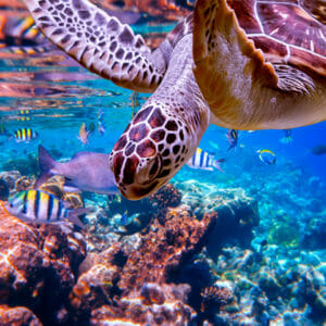 Sea turtle swims near corals and small fish