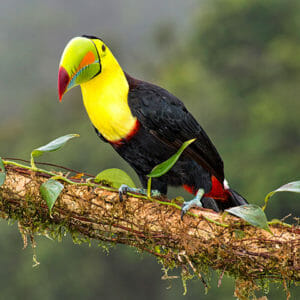 Toucan standing on branch facing the camera