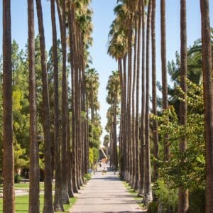 rows of tall palm trees line Palm Walk on ASU Tempe campus
