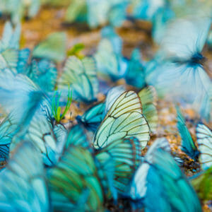Butterflies standing and flying close to the ground