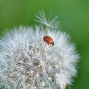 Ladybug standing on fluff dandelion flower
