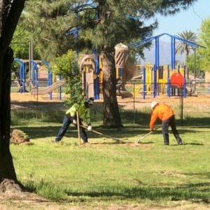 two people dig holes to plant trees in city park