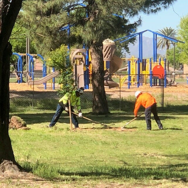 Man planting trees at El Prado Park, Phoenix