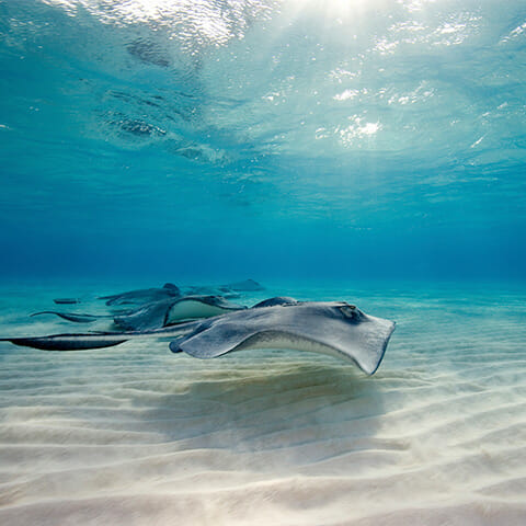 Stingray swimming close to the bottom of the ocean