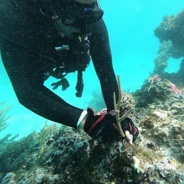 Diver in ocean at degraded coral reef.