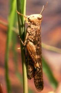 Australian Plague Locust 