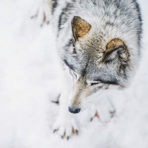 Wolf photographed from above, standing on snow