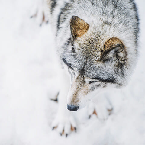 Top view of wolf in the snow.
