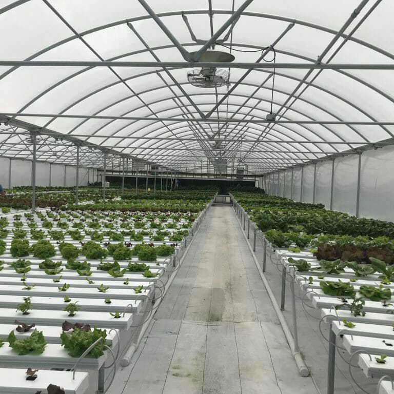 Hydroponic greenhouse