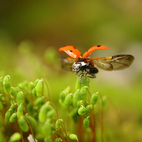 Flying ladybug just above grass.