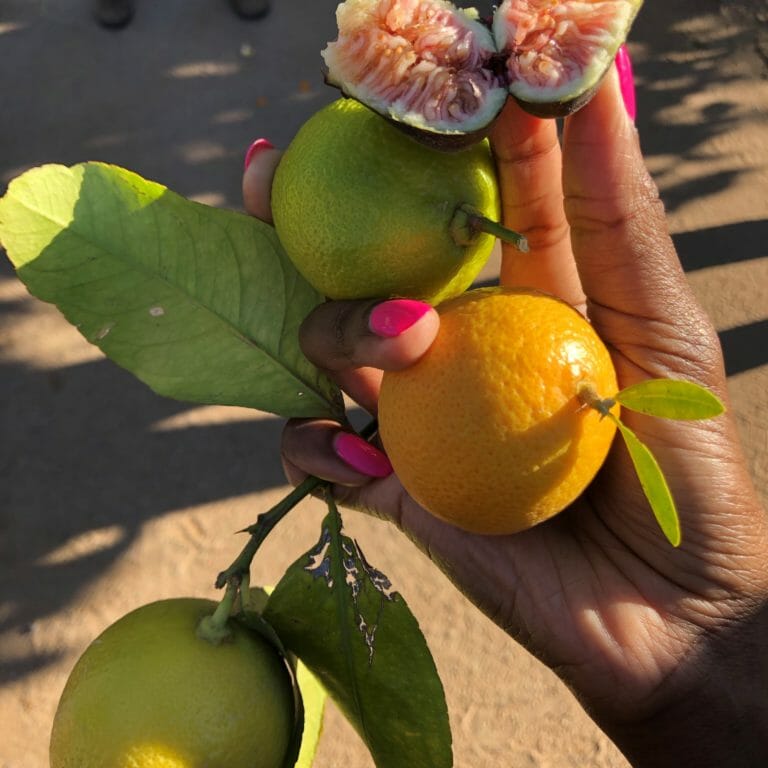 Person's hand holding a branch with a lemon