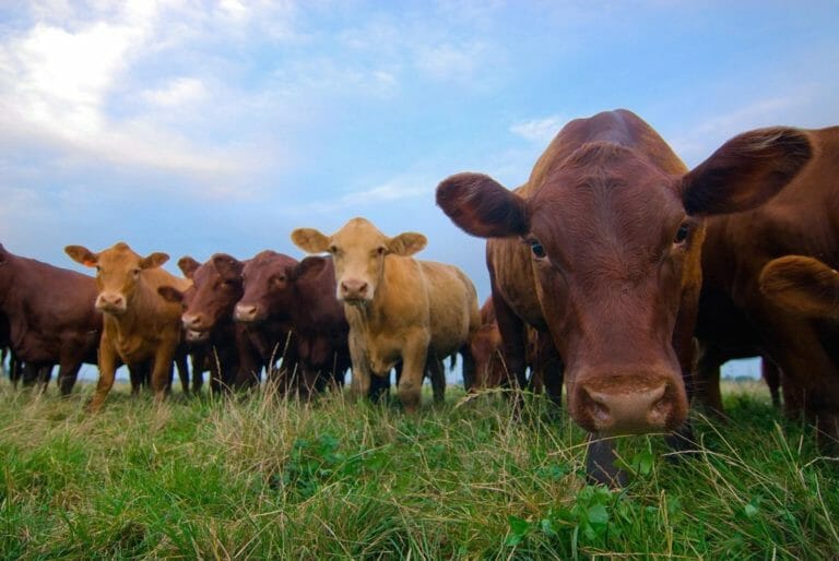 closeup of cattle in pasture