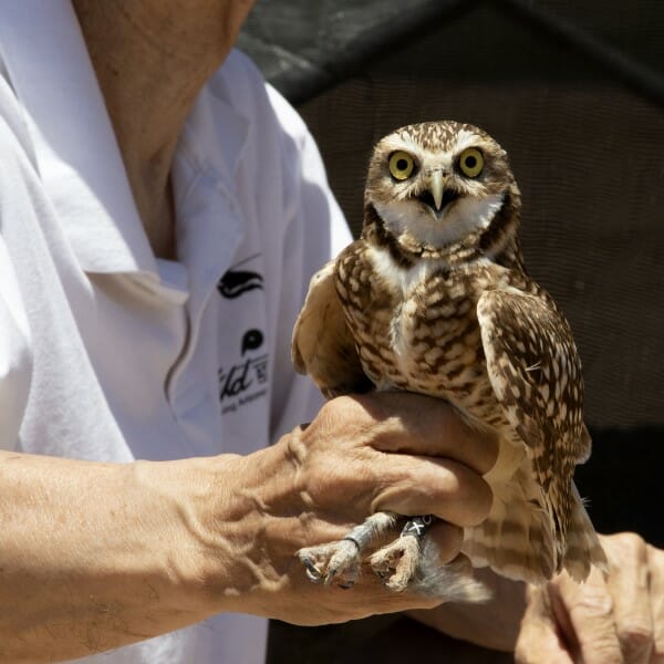 Burrowing owl being held by a person in a white shirt