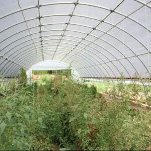View inside of a greenhouse with plants