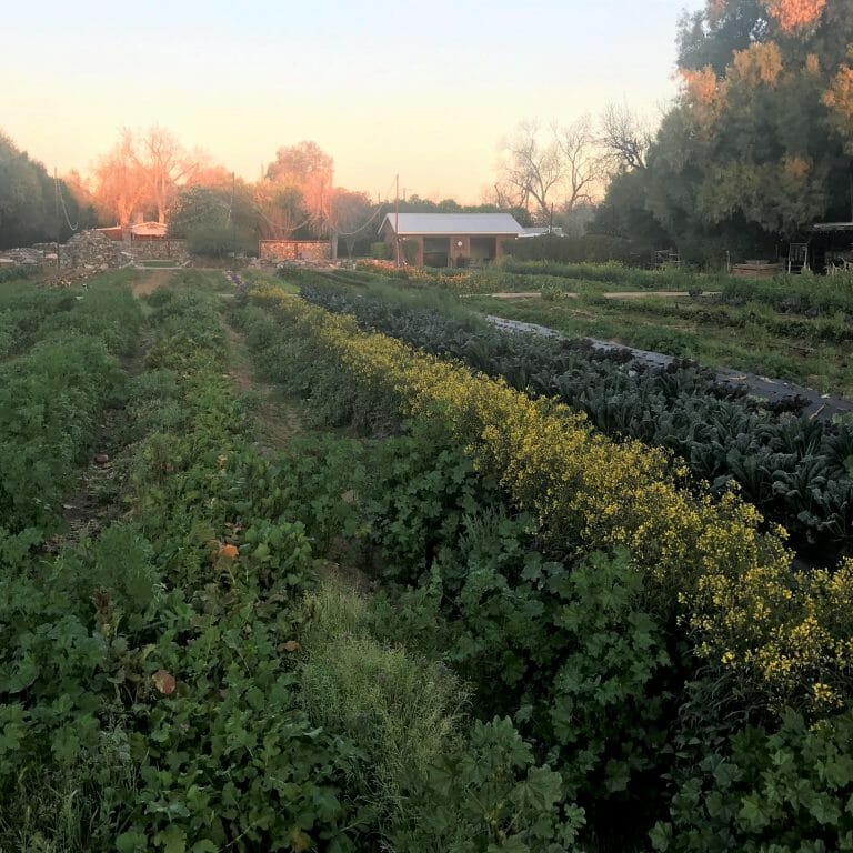 Arizona farm field with rows of various vegetables