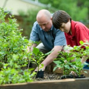 A man and boy tending plants in a raised garden bed.
