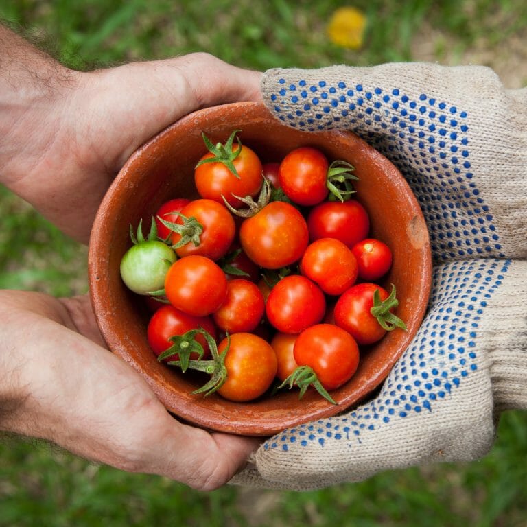 two people's hands, one pair with gloves, holding a bowl of cherry tomatoes