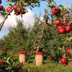 An apple farm