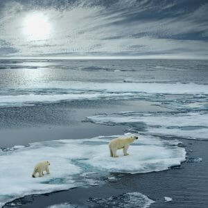 Two polar bears walking across thin Arctic ice
